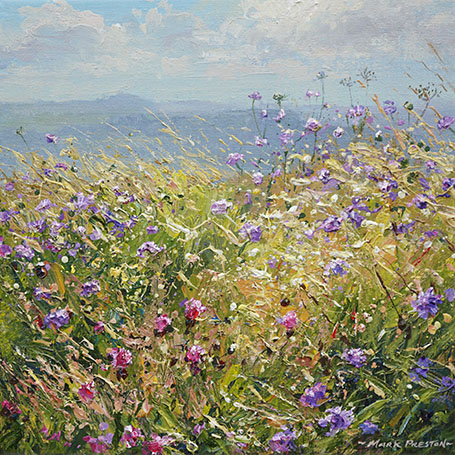 Sunlit Meadow Flowers, Bonsall